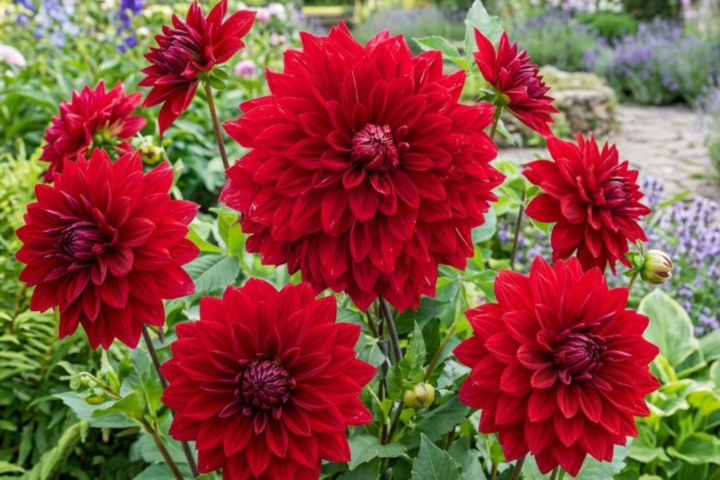 Giant Orienpet Lily Bulb - Red Morning - Perennial Flowering Bulb - Lilium Hybrid for Garden, Border, Container