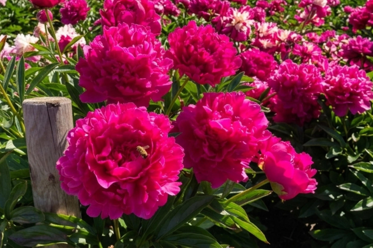 Felix Supreme Double Peony Bulb Plant - Perennial Flower Paeonia lactiflora for Garden Borders and Cut Flowers