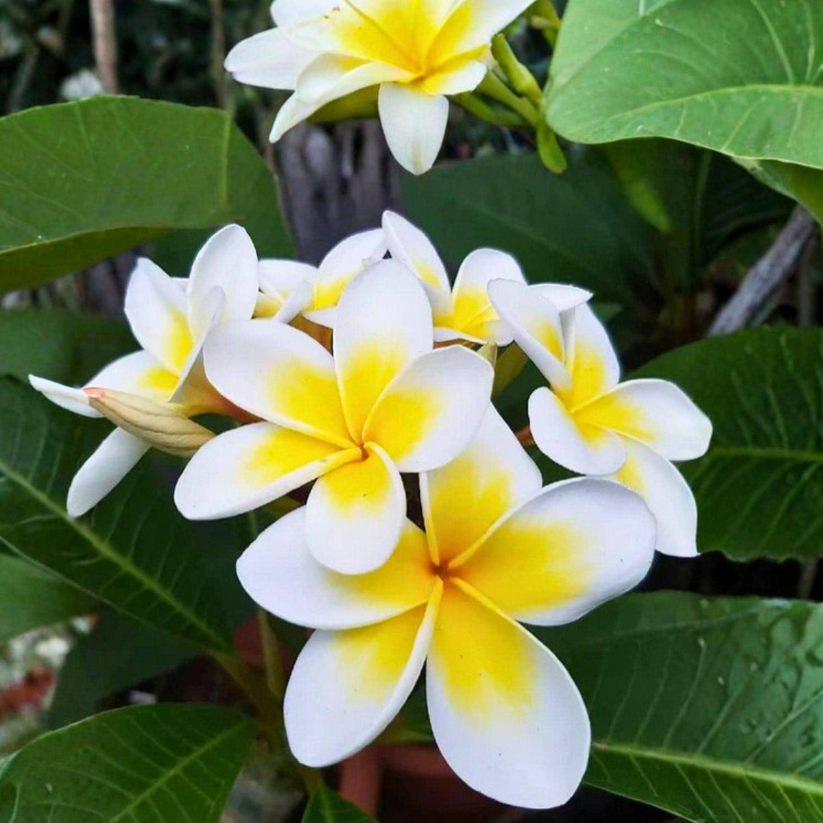Yellow Plumeria Cutting, 10 Inch Unrooted Frangipani Propagation, Tropical Garden or Container Plant, Plumeria rubra