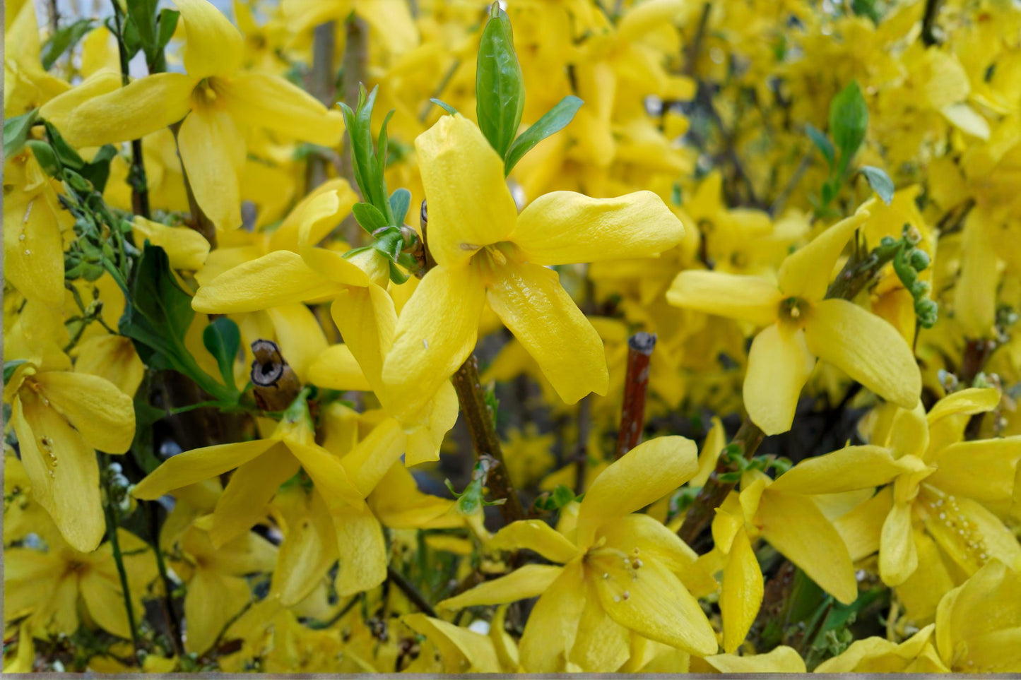 Weeping Forsythia Seeds, Forsythia suspensa Golden Bell Shrub, 10 Seeds, Deciduous Flowering Plant for Hedges and Borders