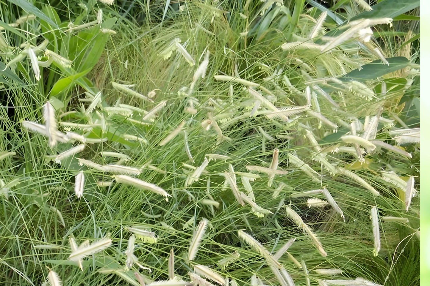 Blue Grama Grass Seeds – Drought Tolerant Native Prairie Grass, Bouteloua gracilis, 100 Seeds for Natural Lawns & Xeriscaping