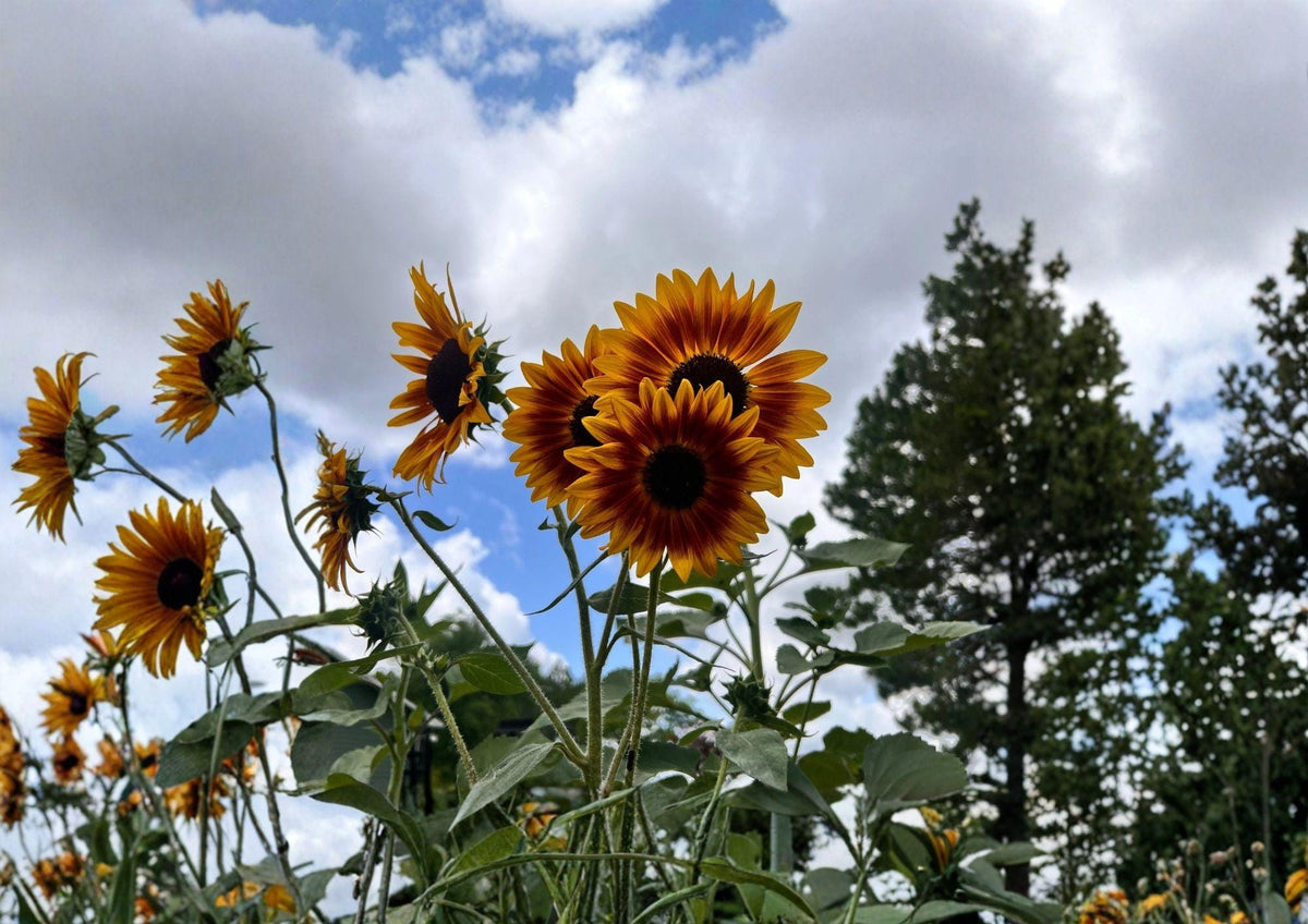 Indian Blanket Sunflower Seeds, Gaillardia Native Wildflower, Drought Tolerant, Pollinator Attracting, Red Yellow Flowers, Garden Planting