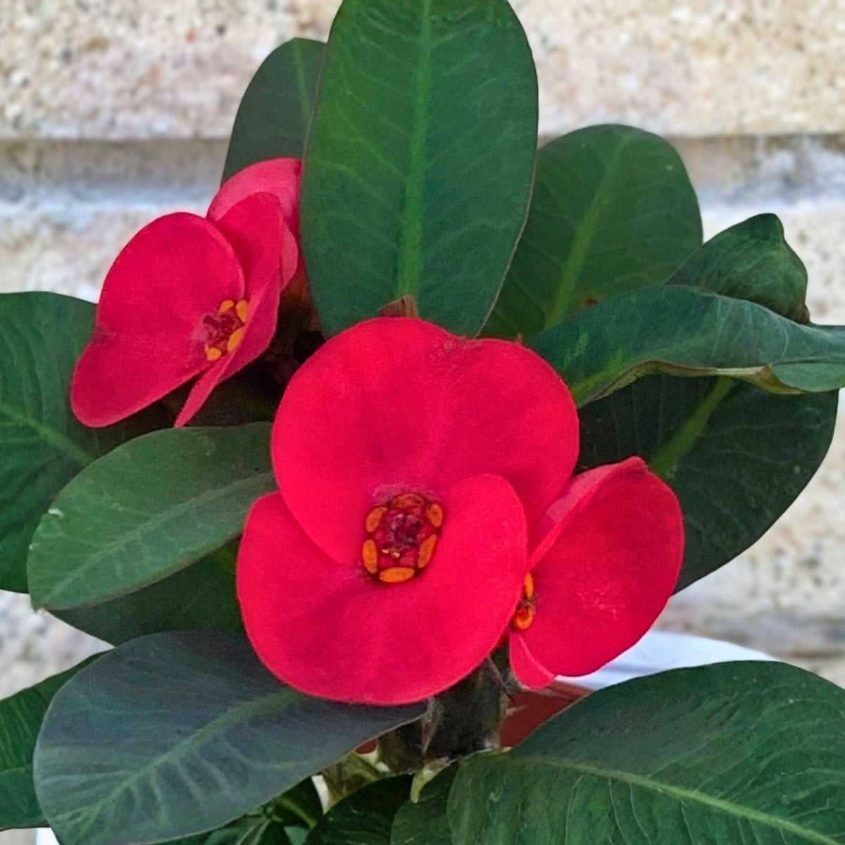 Euphorbia milii Scarlet Crown of Thorns Cutting – Succulent Plant Starter for Indoor & Outdoor Gardens