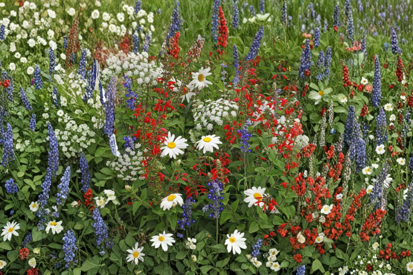 Red, White & Blue Wildflower Seeds - Drought Resistant Bee-Friendly Pollinator Mix, 1000+ Seeds, Natural Landscape, Easy Gardening