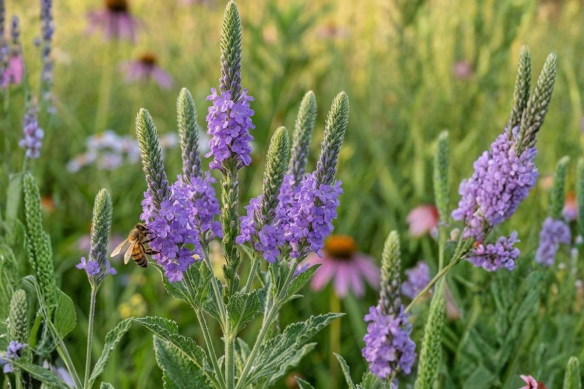 Hoary Vervain Seeds 100 Pack | Native Wildflower for Pollinators | Verbena stricta | Drought Tolerant Prairie Plant