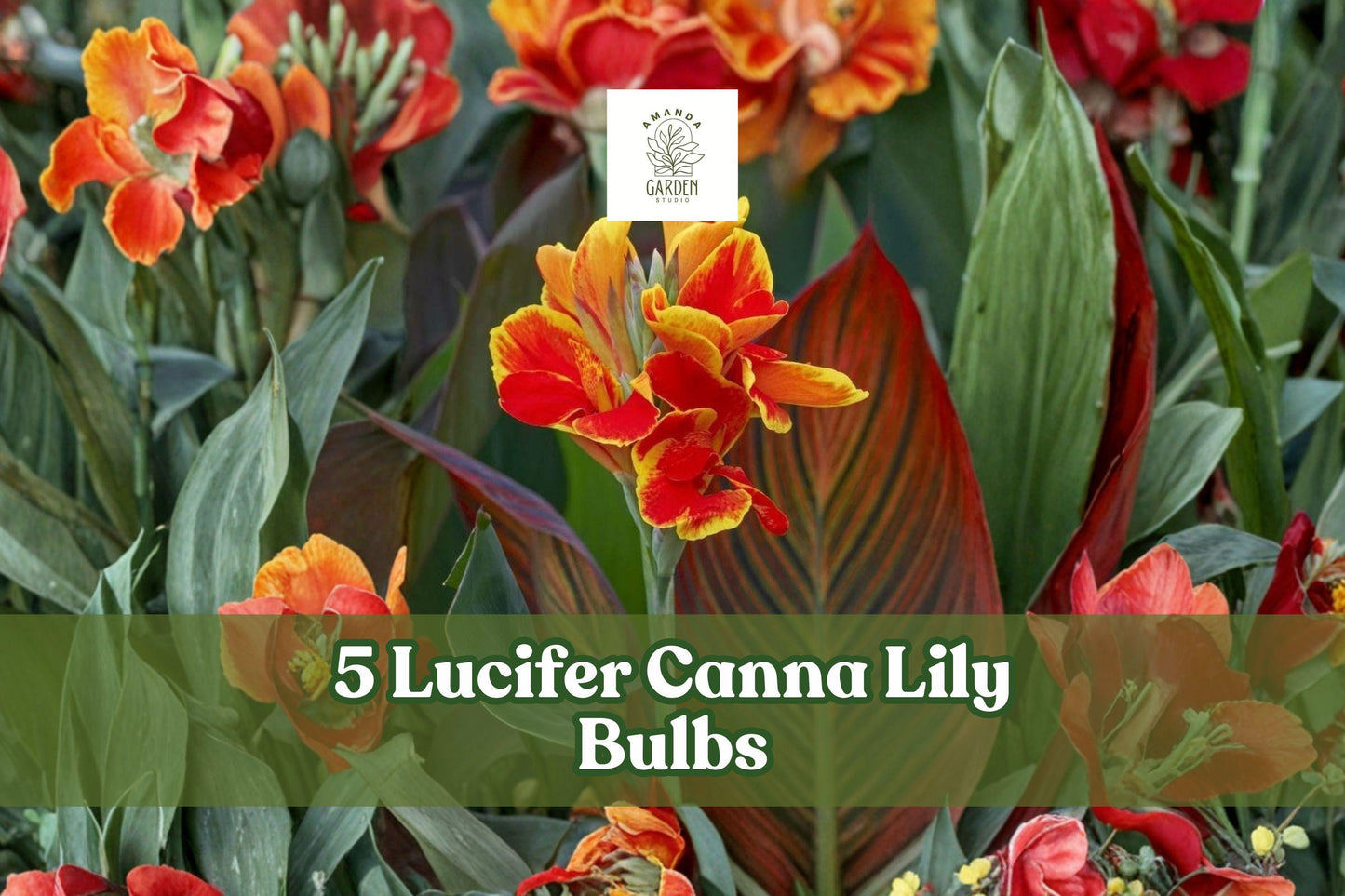 Canna Lily Bulbs 5 Pack - Lucifer Red Tropical Flower for Garden, Border, Patio - Canna indica Cultivar