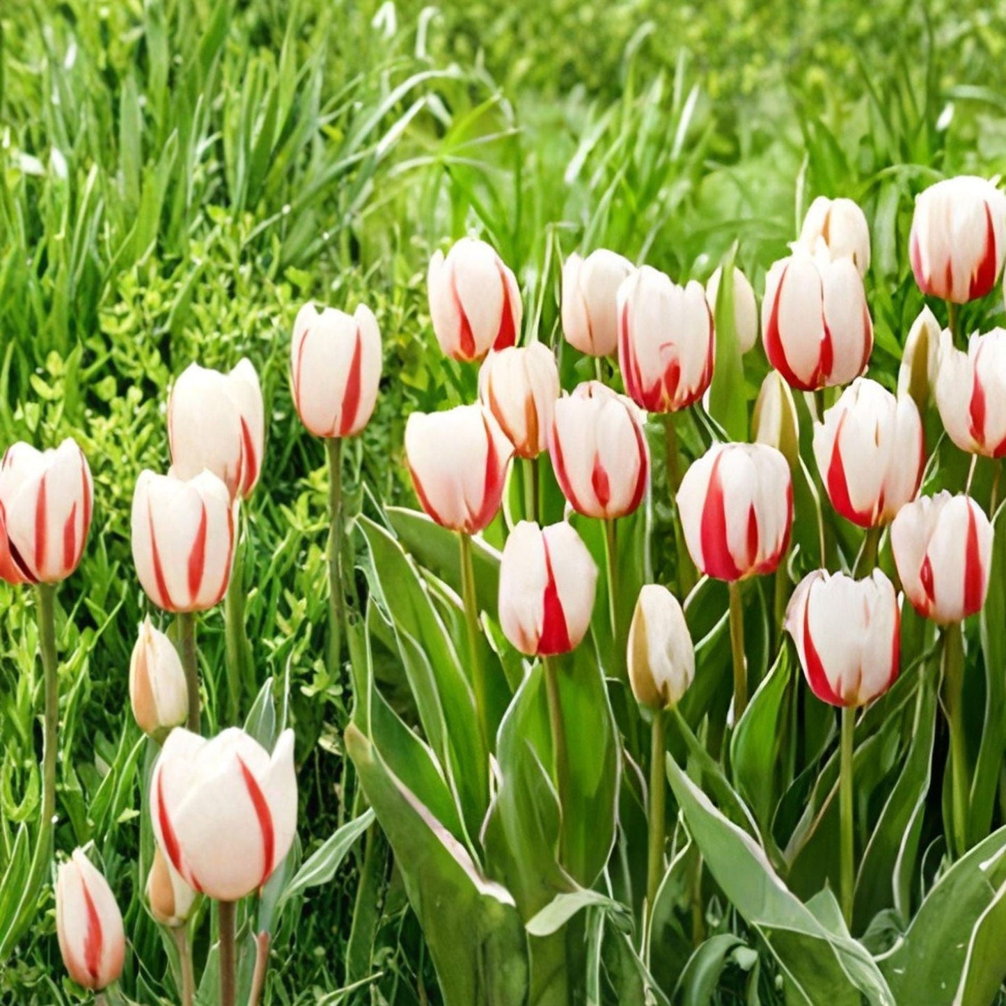 Red and White Tulip Bulbs – Spring Blooming Garden Flowers for Borders and Flower Beds (Tulipa gesneriana)