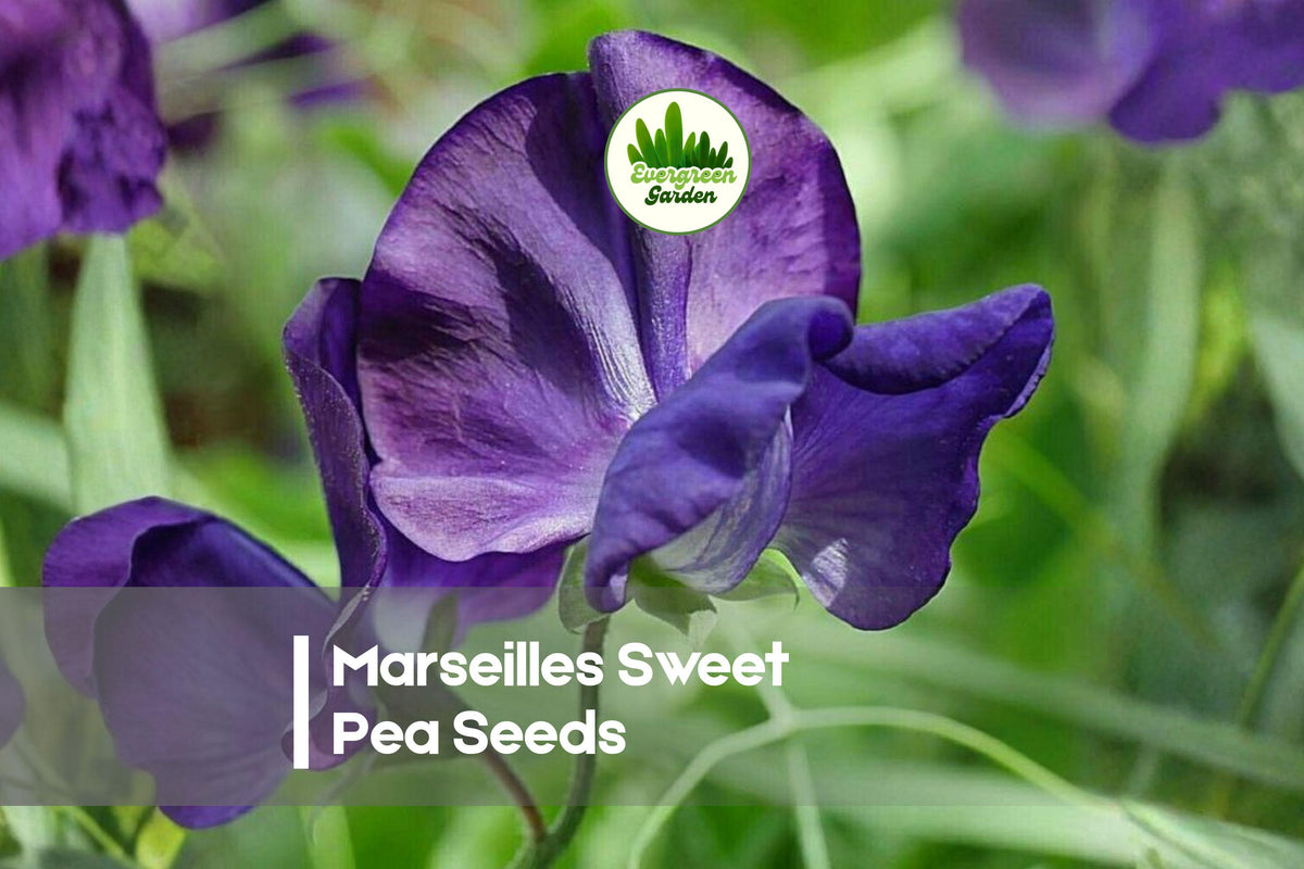 50 Marseilles Sweet Pea Seeds, Deep Purple Fragrant Climbing Flower, Lathyrus odoratus, Annual for Trellises & Borders