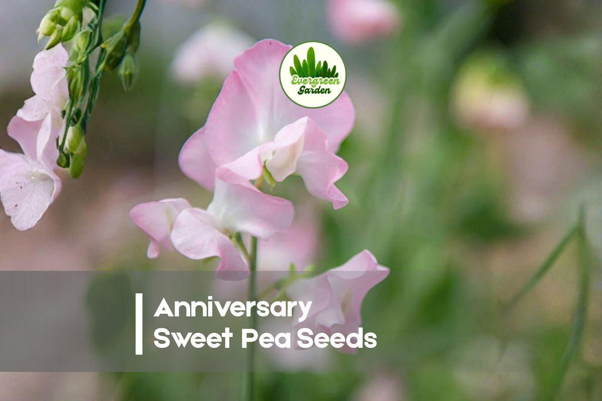 50 Anniversary Sweet Pea Seeds, Pink & White Bicolour, Fragrant Climbing Flower, Lathyrus odoratus, Annual Garden Vine