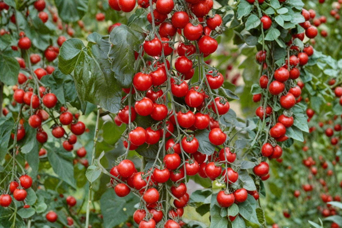Waterfall Heirloom Cherry Tomato Seeds – Trailing Vine, High Yield, Non-GMO, 30+ Seeds, Perfect for Hanging Baskets & Containers