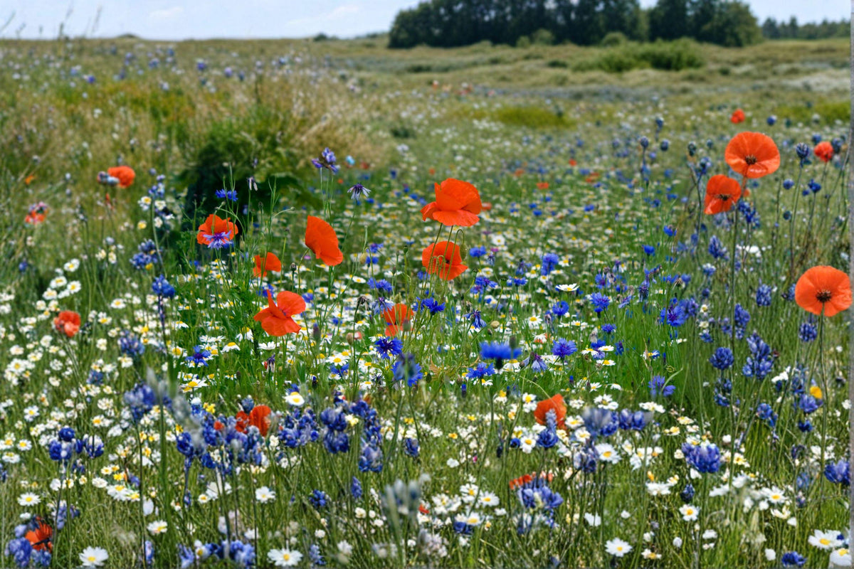 Red White Blue Wildflower Seeds, Patriotic Pollinator Garden Blend, 1000 Seeds, Native Flower Mix for Bees & Butterflies