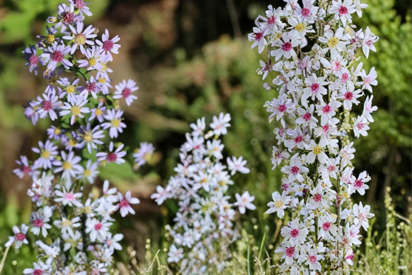Heart-Leaved Aster Seeds 100 Symphyotrichum cordifolium Herbaceous Perennial Lavender Blue Flowers