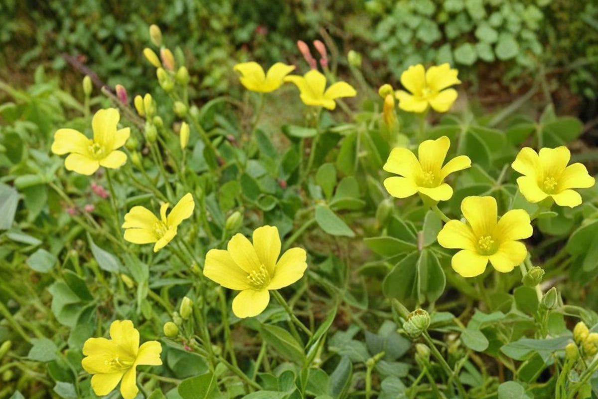 Chilean Yellow Clover Seeds – Oxalis valdiviensis Herbaceous Perennial Ground Cover with Bright Yellow Flowers, 10 Seeds