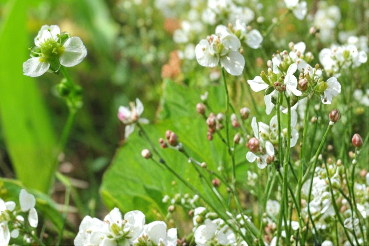 Mud Plantain Seeds – Alisma subcordatum, Aquatic Perennial for Wetlands & Water Gardens, 100 Seeds