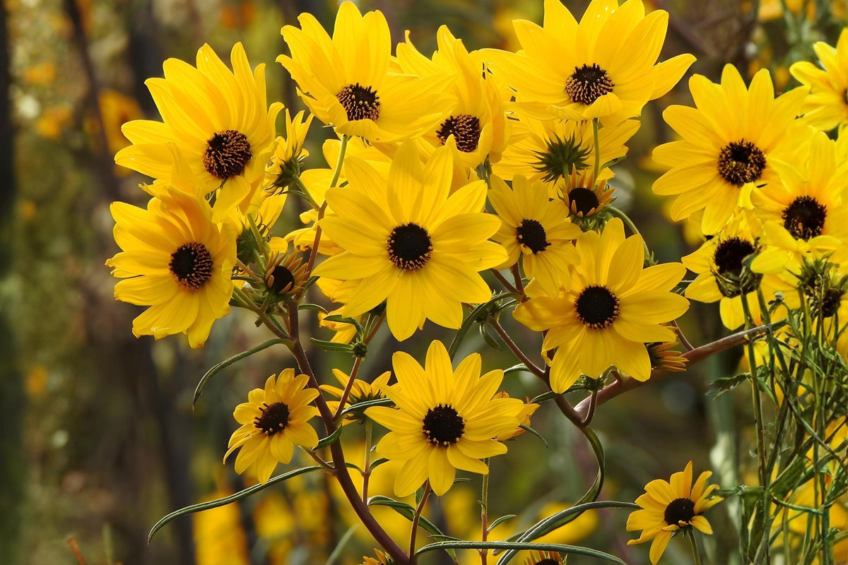 Swamp Sunflower Seeds (100) | Native Helianthus angustifolius Bright Golden-Yellow Blooms for Pollinator Gardens