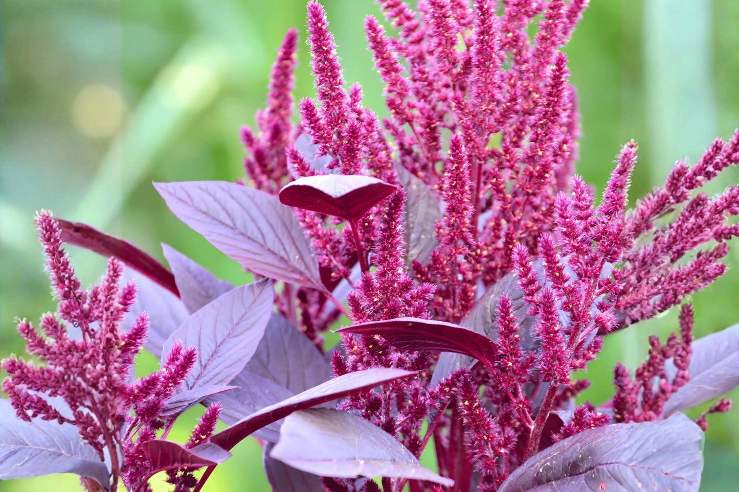 Red Garnet Amaranth Seeds (100) | Edible Ornamental Plant | Vibrant Deep Red Foliage | Amaranthus tricolor