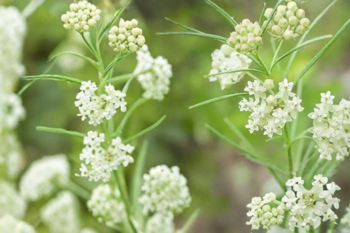 Whorled Milkweed Seeds – Asclepias verticillata – Native Perennial with White-Green Flower Clusters, Drought Tolerant, Pollinator & Prairie Plant