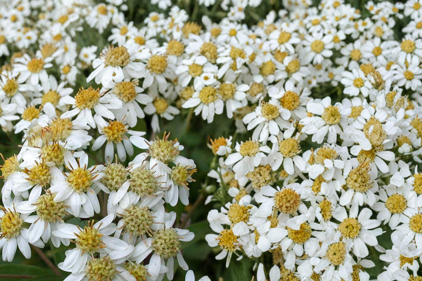 Flat-Topped Aster Seeds 100 Doellingeria umbellata Native Perennial Wildflower for Meadows & Wetlands