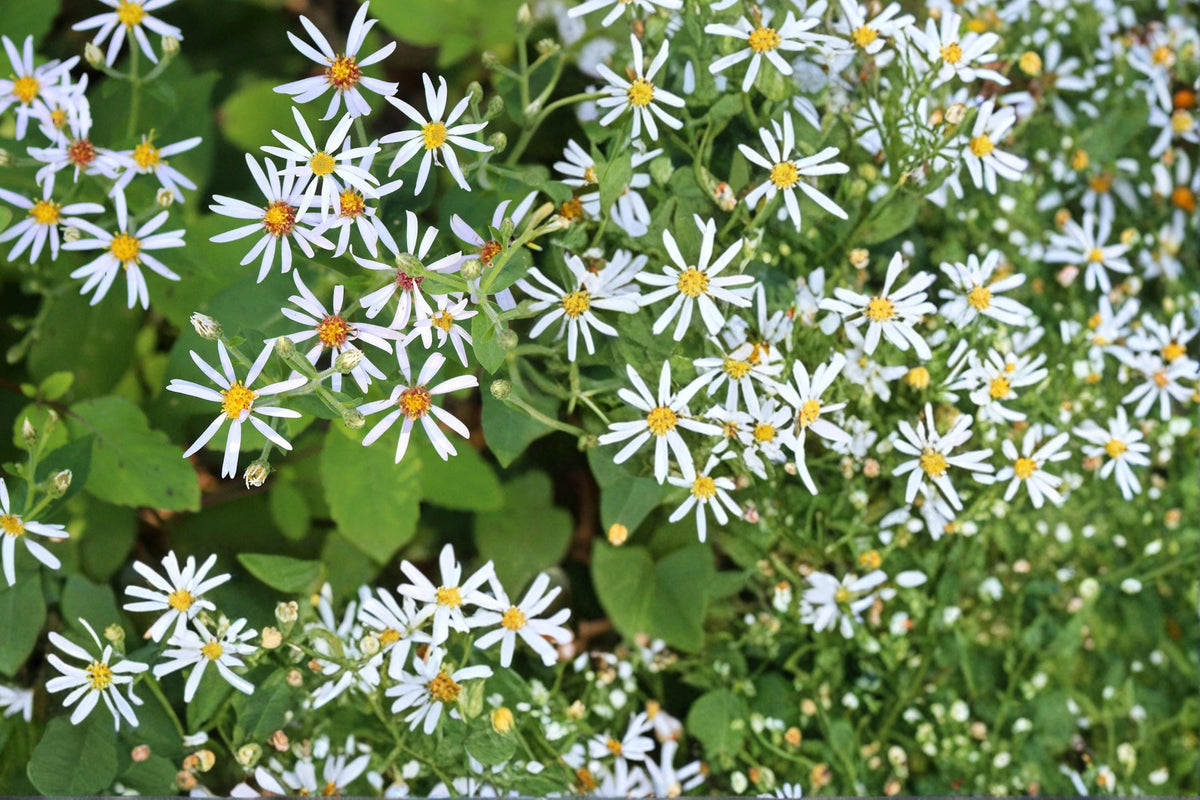 Big-Leaved Aster Seeds – Eurybia macrophylla, Native Perennial for Shade Gardens, Woodland & Naturalized Planting