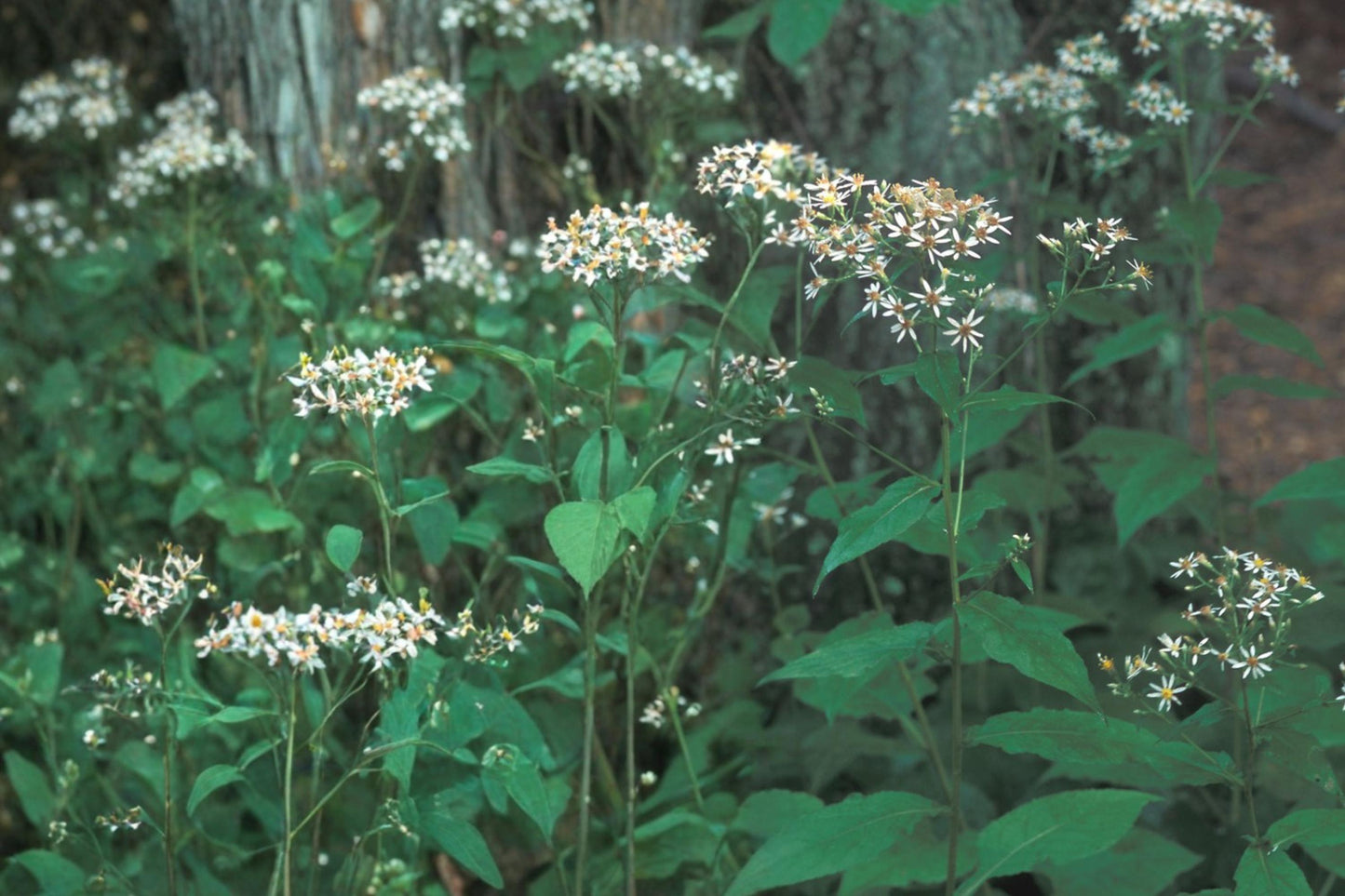 Schreber Wood Aster Seeds – Eurybia schreberi, Native Perennial for Shade Gardens, White Flowers, Ground Cover, Woodland Plant