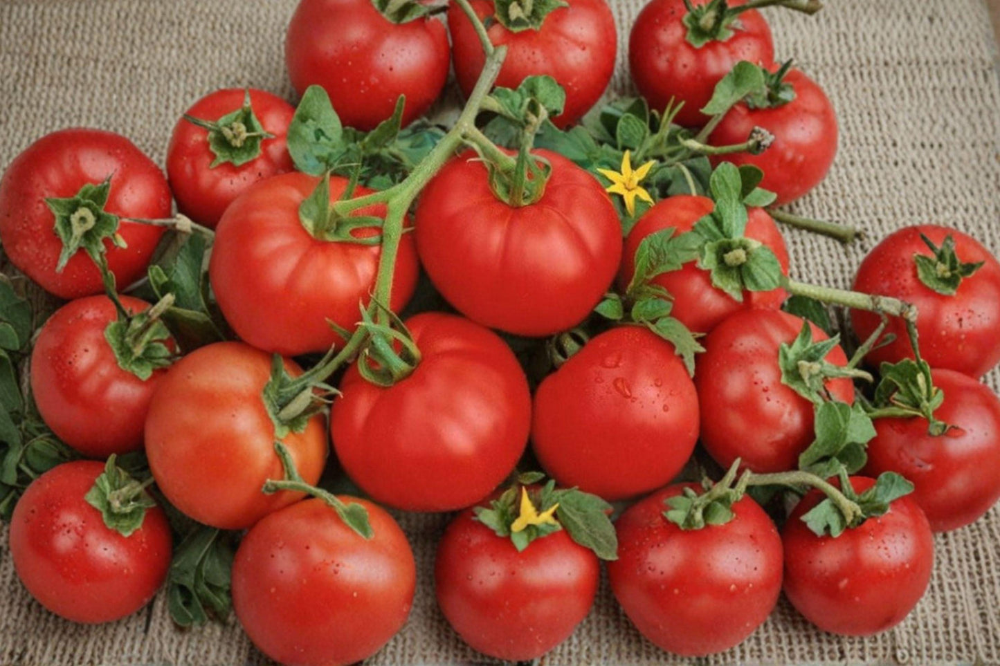 Ace 55 Heirloom Tomato Seeds – Medium, Low-Acid, High-Yield Determinate Variety, 60+ Seeds for Garden, Container, and Raised Bed Planting