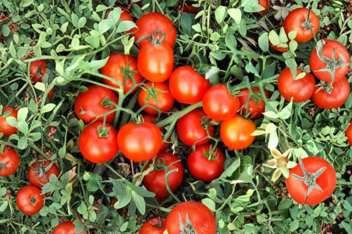 Early Cascade Heirloom Tomato Seeds – Non-GMO, High Yield Determinate Variety for Garden, Container, and Raised Bed Planting