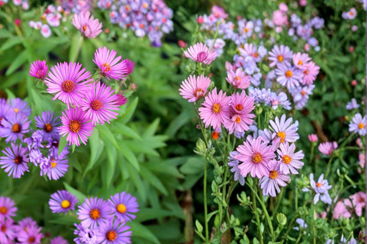 New England Aster Seeds – 100 Herbaceous Perennial, Symphyotrichum novae-angliae, Purple Magenta Flowers, Native Pollinator Plant