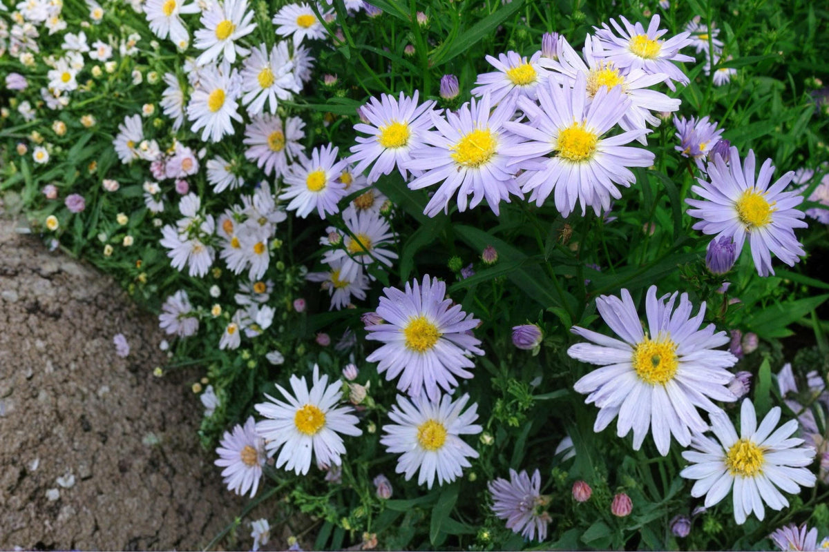 New York Aster Seeds – 100 Herbaceous Perennial, Lavender to Purple Flowers, Symphyotrichum novi-belgii, Meadow & Border Plant