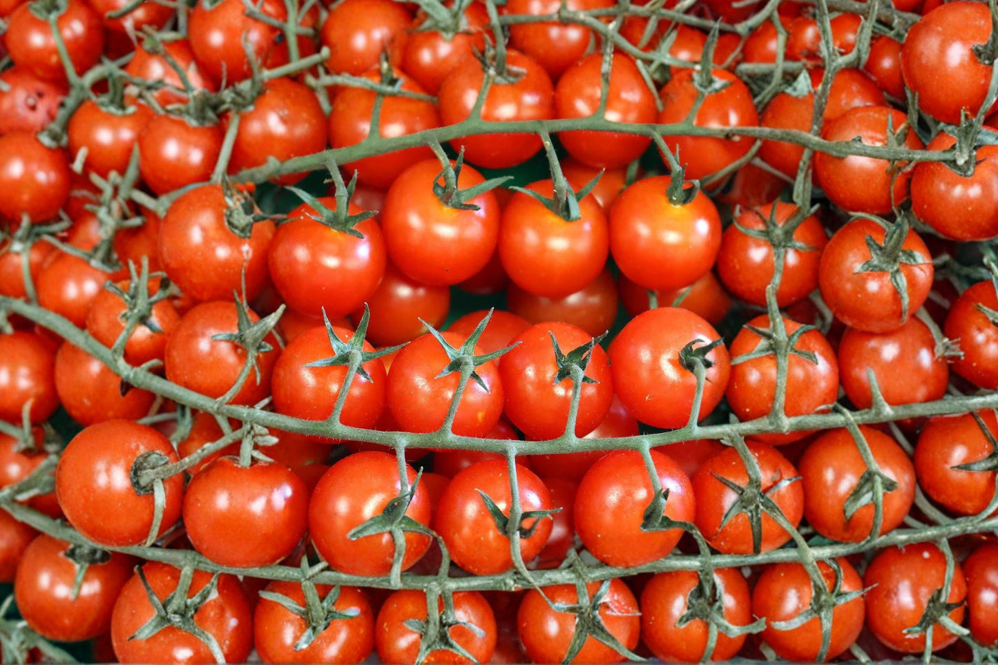 Sweetie Cherry Tomato Seeds – Organic Non-GMO Heirloom Indeterminate Garden Planting, Bright Red Juicy Fruit