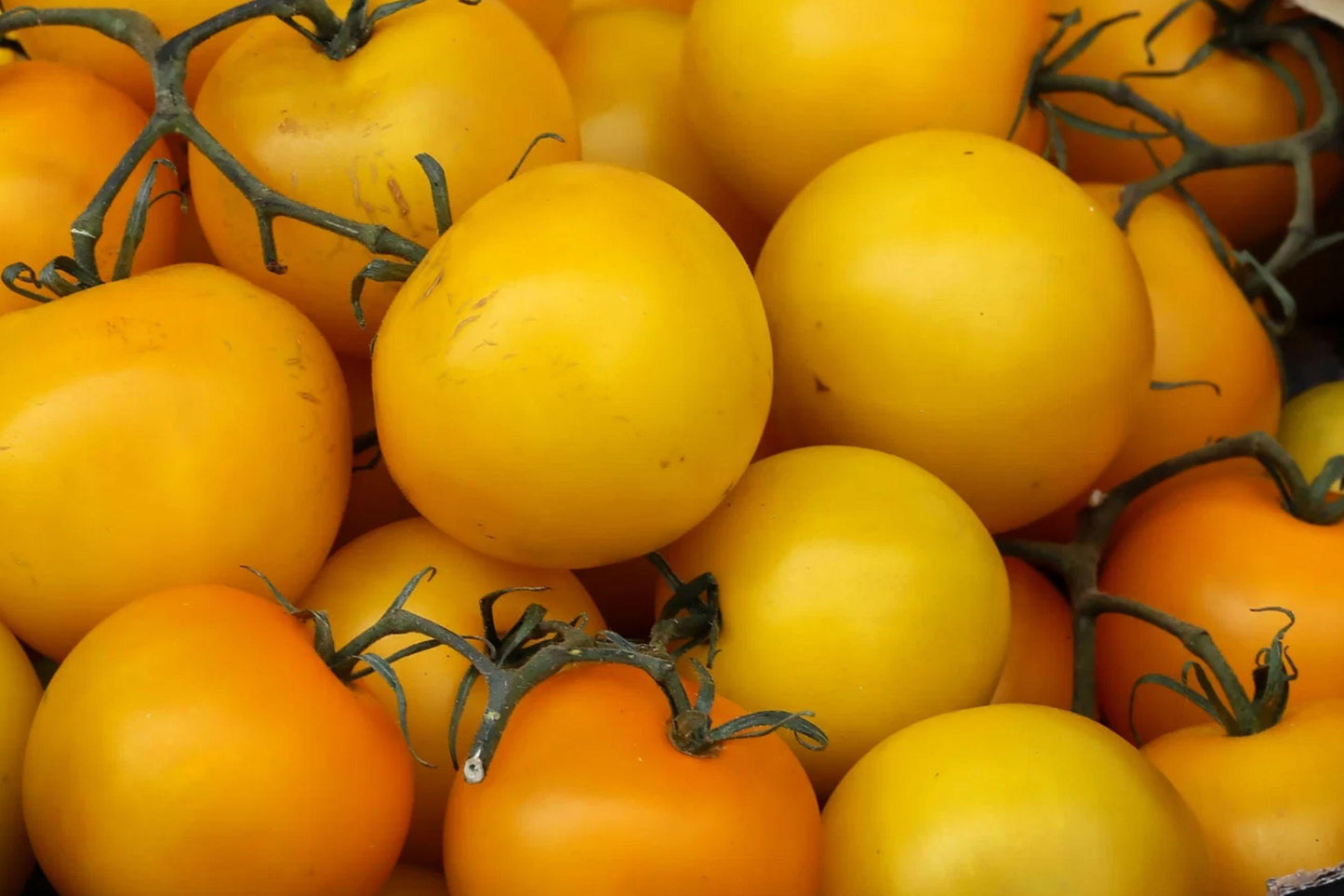 Golden Jubilee Heirloom Tomato Seeds – Non-GMO, Low Acid Yellow Orange Fruits, Indeterminate, 610+ Seeds