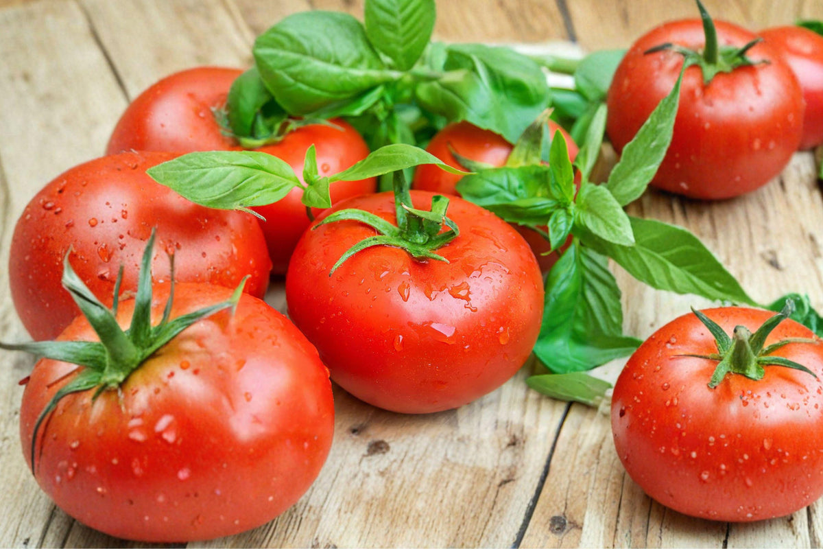 Ace 55 Heirloom Tomato Seeds – Determinate, Medium Red, Low Acid, Non-GMO, 30+ Seeds for Garden, Container, and Raised Bed Planting