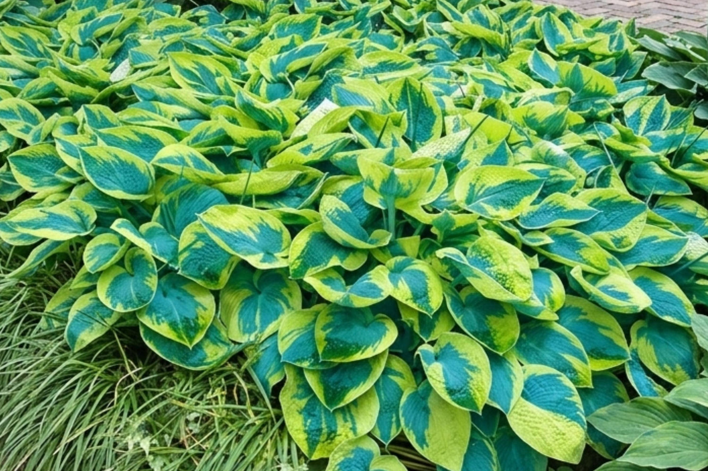 Hosta Bare Root Plant - Tokudama Flavocircinalis - Shade-Loving Perennial with Blue-Green Leaves and Golden Edges