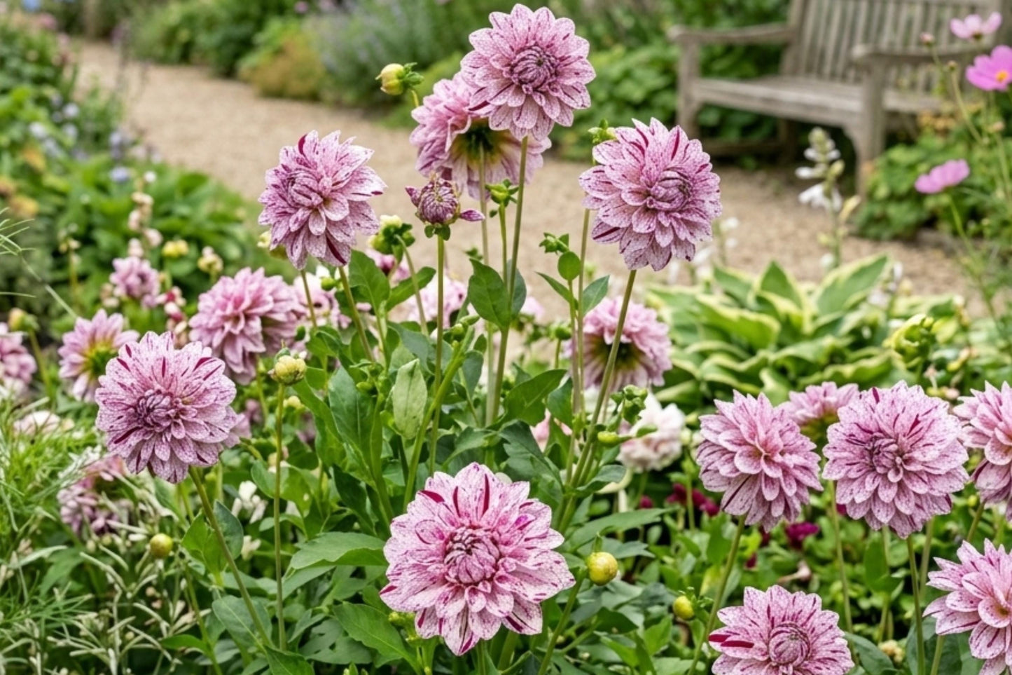 Dahlia Bulb Tuber Clump - Smokey Decorative Dinnerplate - Dahlia pinnata - Garden Flower, Cut Flower, Container Plant
