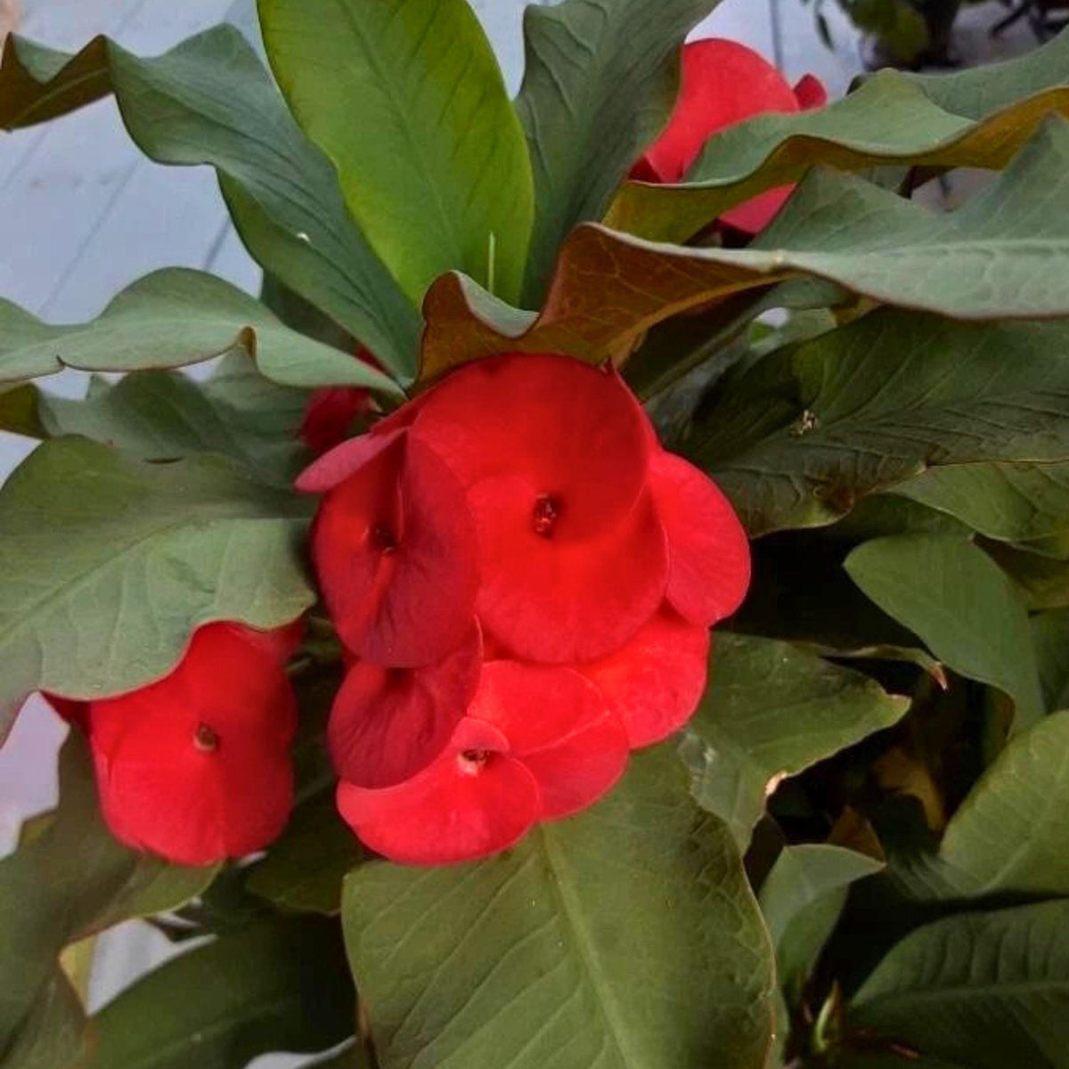 Red Crown of Thorns Cutting - Euphorbia milii Succulent Starter Plant, Live Unrooted Propagation Plant