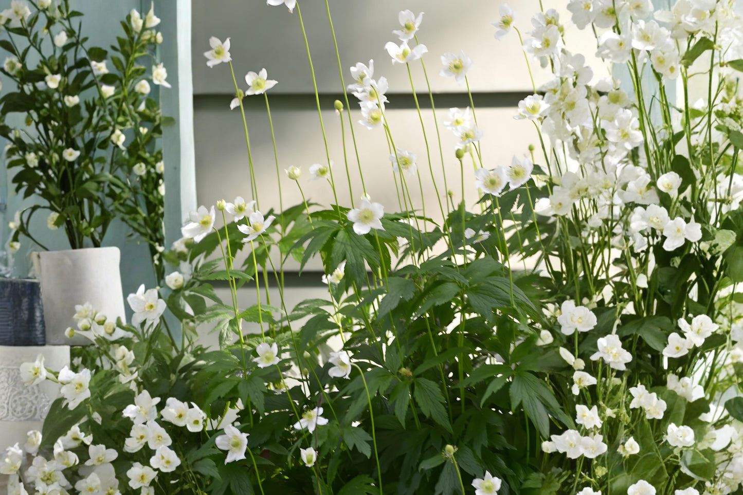 Tall Thimbleweed Seeds (Anemone virginiana) Native Wildflower for Meadows, Prairies & Pollinators - 100 Seeds