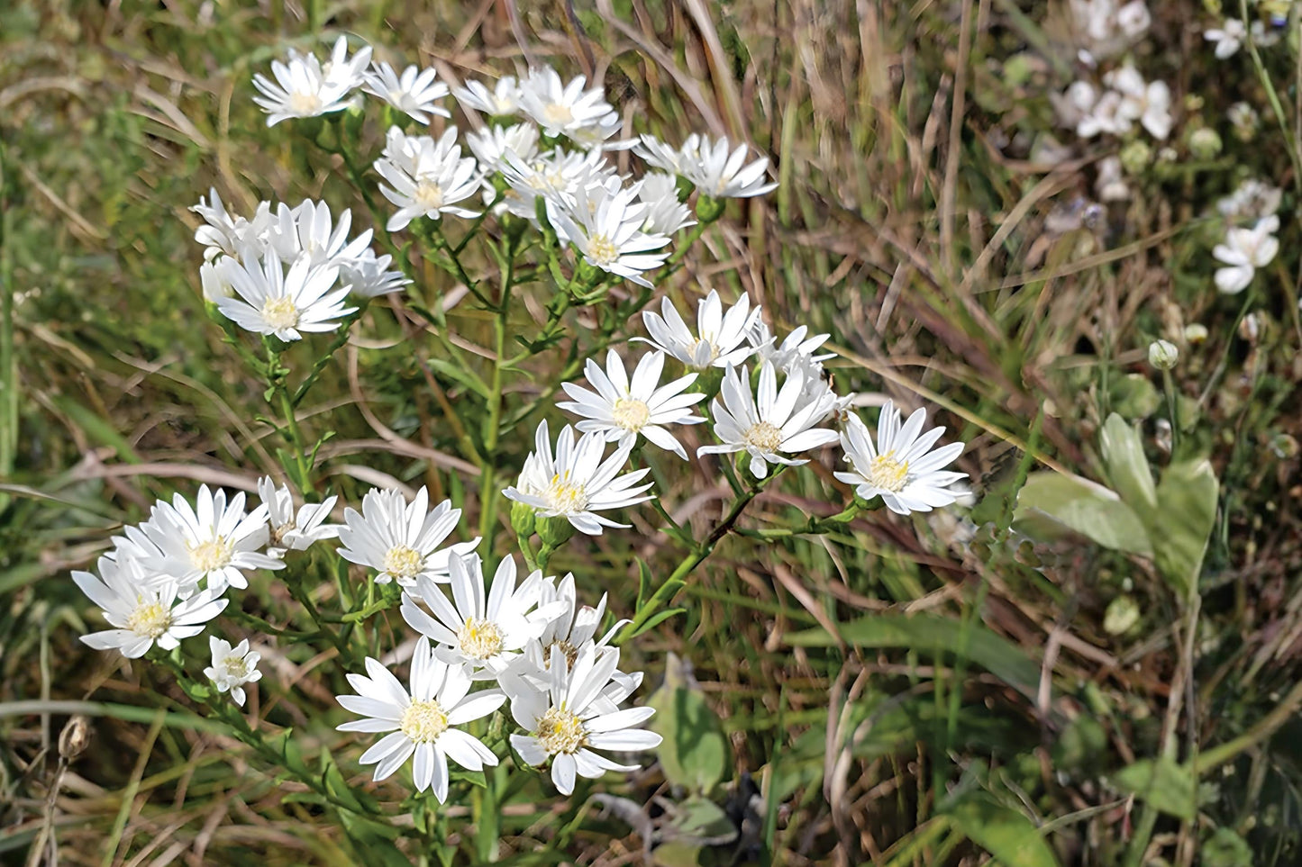 Upland White Goldenrod Seeds (100) - Native Wildflower for Prairies, Dry Gardens & Pollinator Habitats - Oligoneuron rigidum