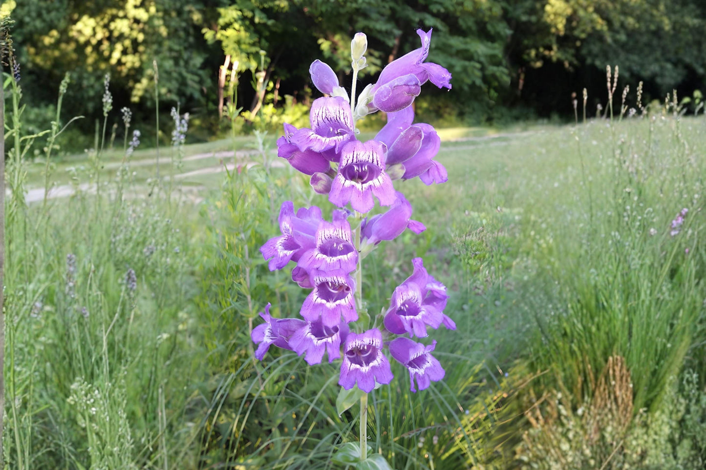 Showy Beardtongue Seeds, Penstemon cobaea, Native Wildflower, Drought Tolerant, Pollinator Attractant, Lavender Blooms