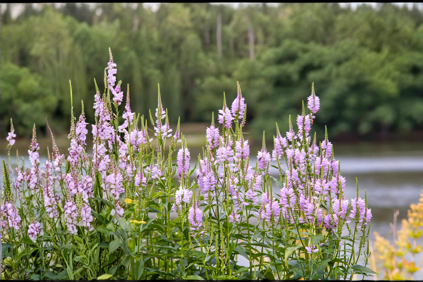Obedient Plant Seeds (Physostegia virginiana) – Native Perennial with Pink to Lavender Tubular Flowers for Pollinator Gardens