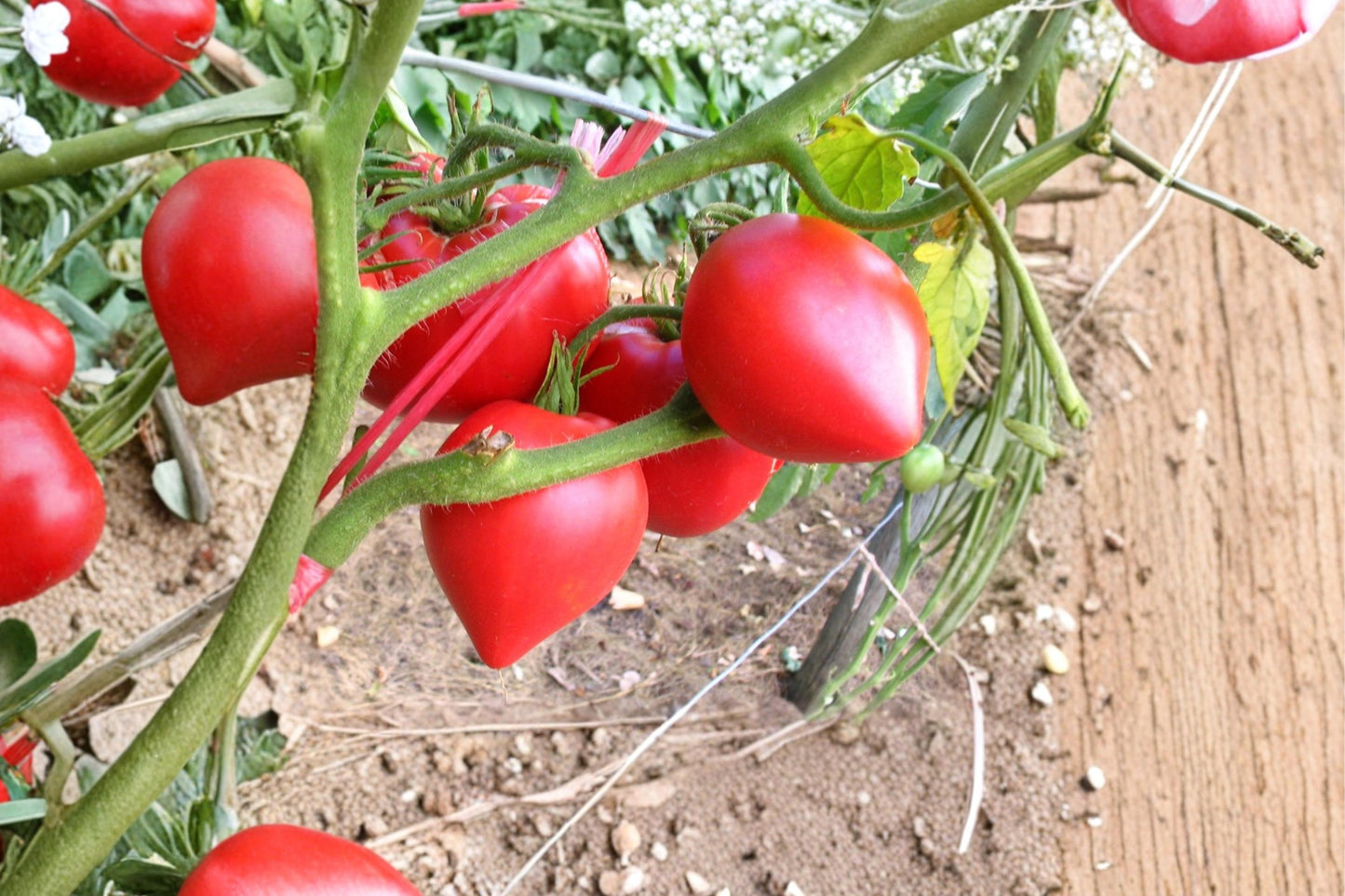 Anna Russian Tomato Seeds – Rare Pink Heirloom Beefsteak, Indeterminate, Non-GMO, 30+ Seeds for Garden, Container, and Raised Bed Planting