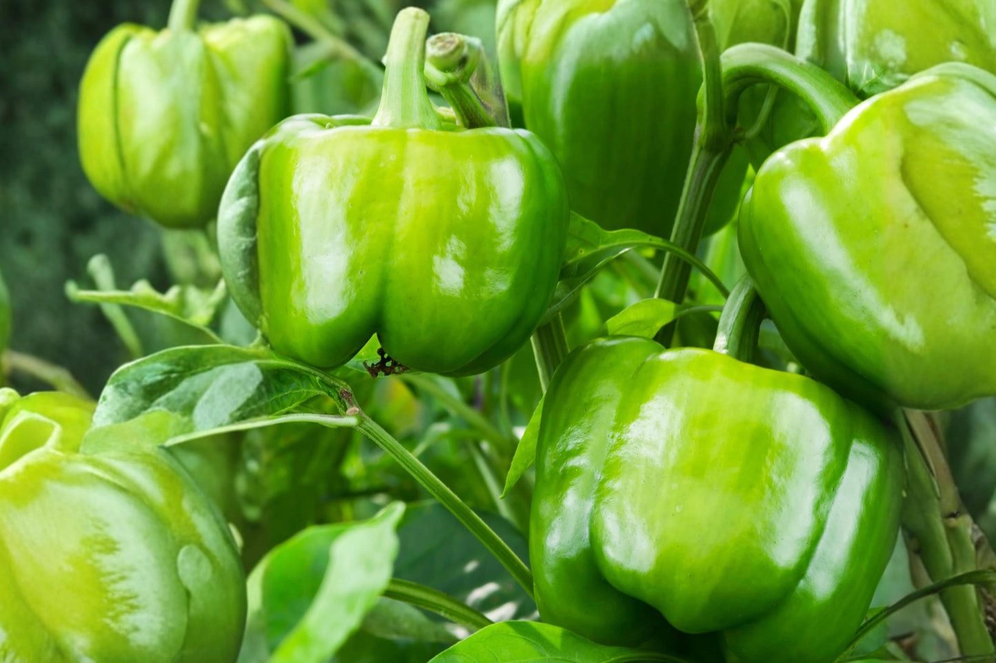 Emerald Giant Heirloom Bell Pepper Seeds – Non-GMO, Large Green Sweet Peppers, 30+ Seeds for Garden, Container, and Raised Bed Growing