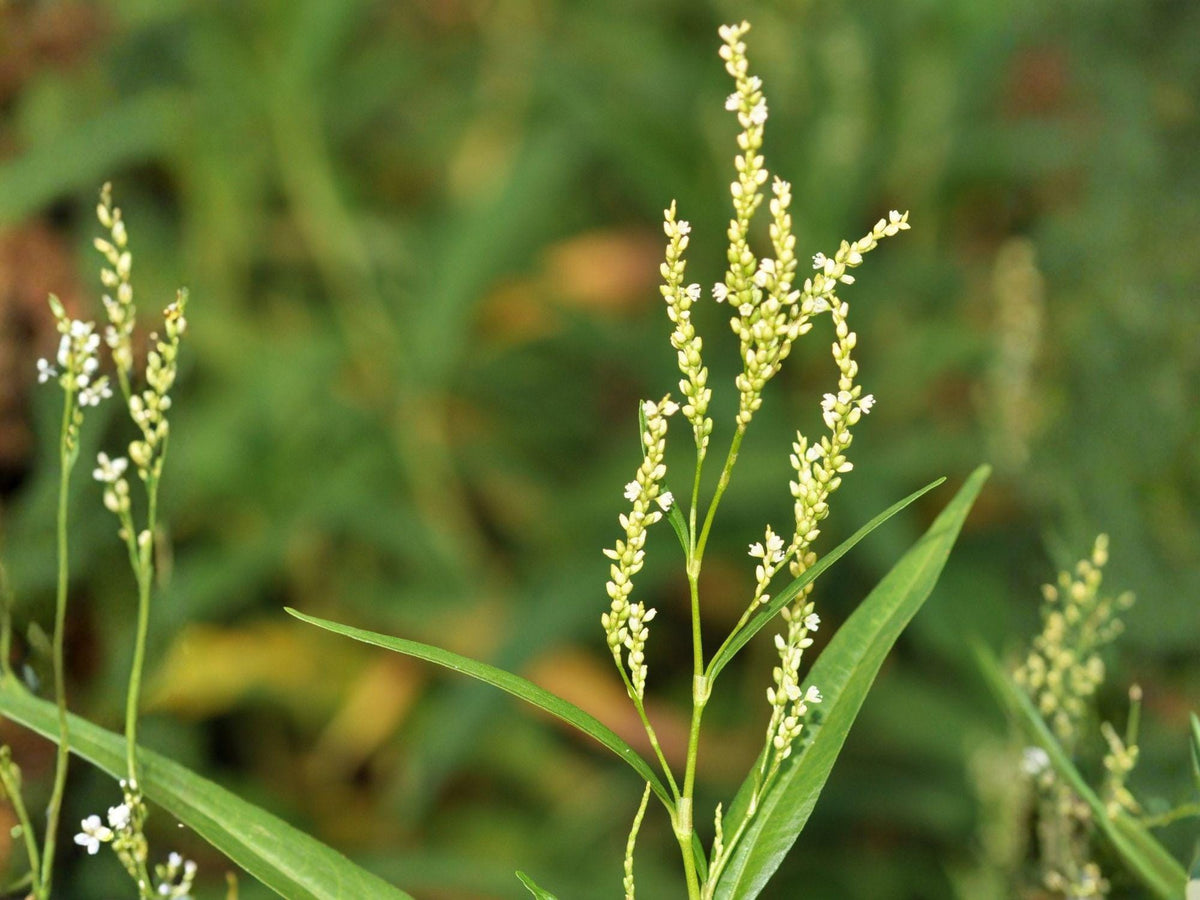 Persicaria Punctata Smartweed Seeds – Heirloom Non-GMO Wildflower Garden Seeds for Native & Pollinator Gardens