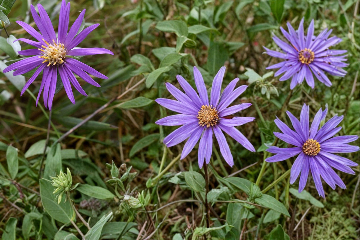 Silky Aster Seeds 100 Pack – Symphyotrichum sericeum Native Perennial with Lavender Flowers for Dry Gardens and Prairies