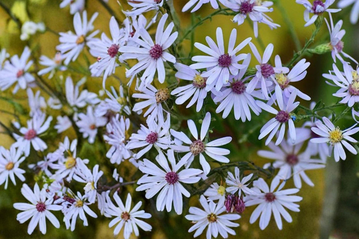 Short’s Aster Seeds – Symphyotrichum shortii – Native Perennial with Pale Lavender to Blue Flowers, Full Sun to Partial Shade, 100 Seeds