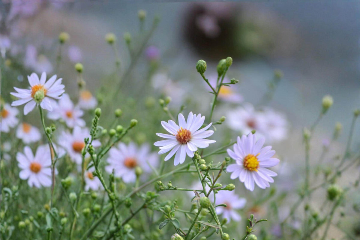Prairie Aster Seeds 100 Pack – Symphyotrichum turbinellum Native Perennial with Lavender Purple Flowers for Wildflower Gardens