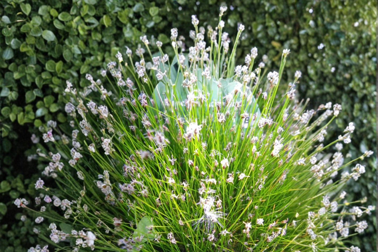 Spike Rush Seeds – Eleocharis acicularis, Aquatic Perennial for Ponds, Water Gardens & Wetlands, 100 Seeds