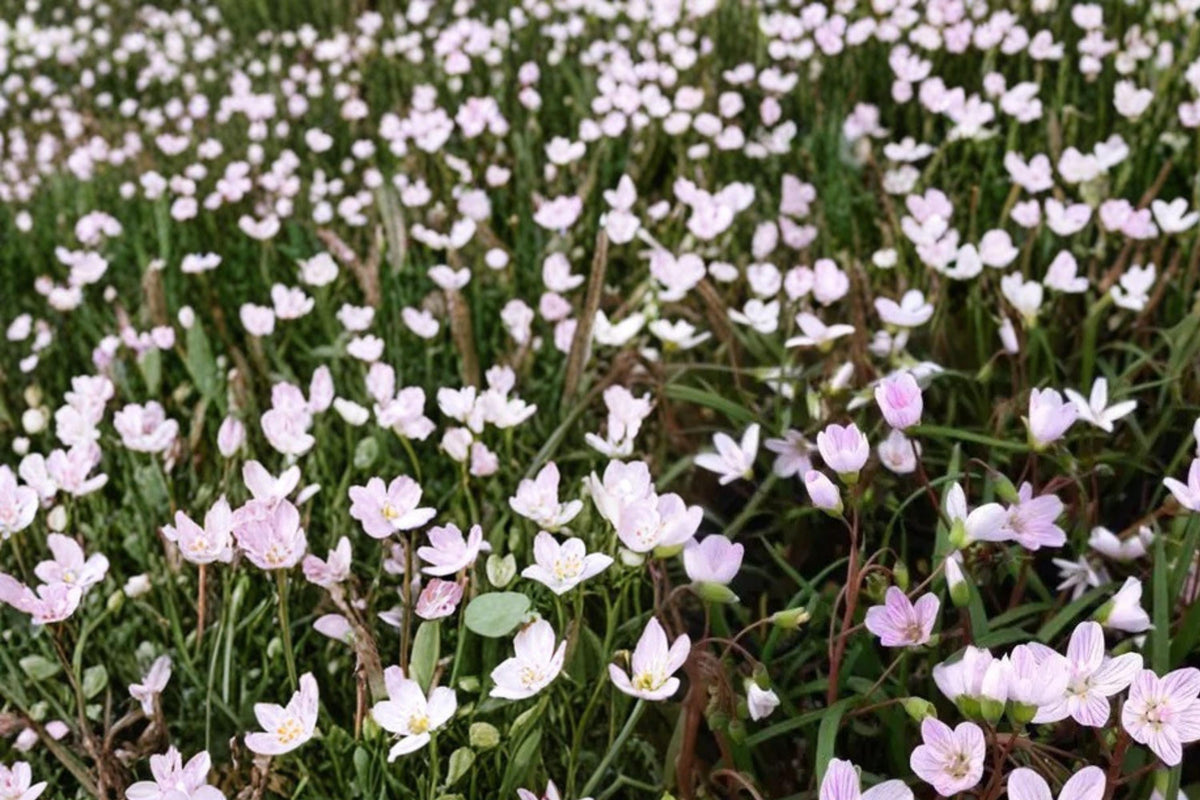 Spring Beauty Seeds – Claytonia virginica, Native Woodland Perennial with White to Pale Pink Flowers