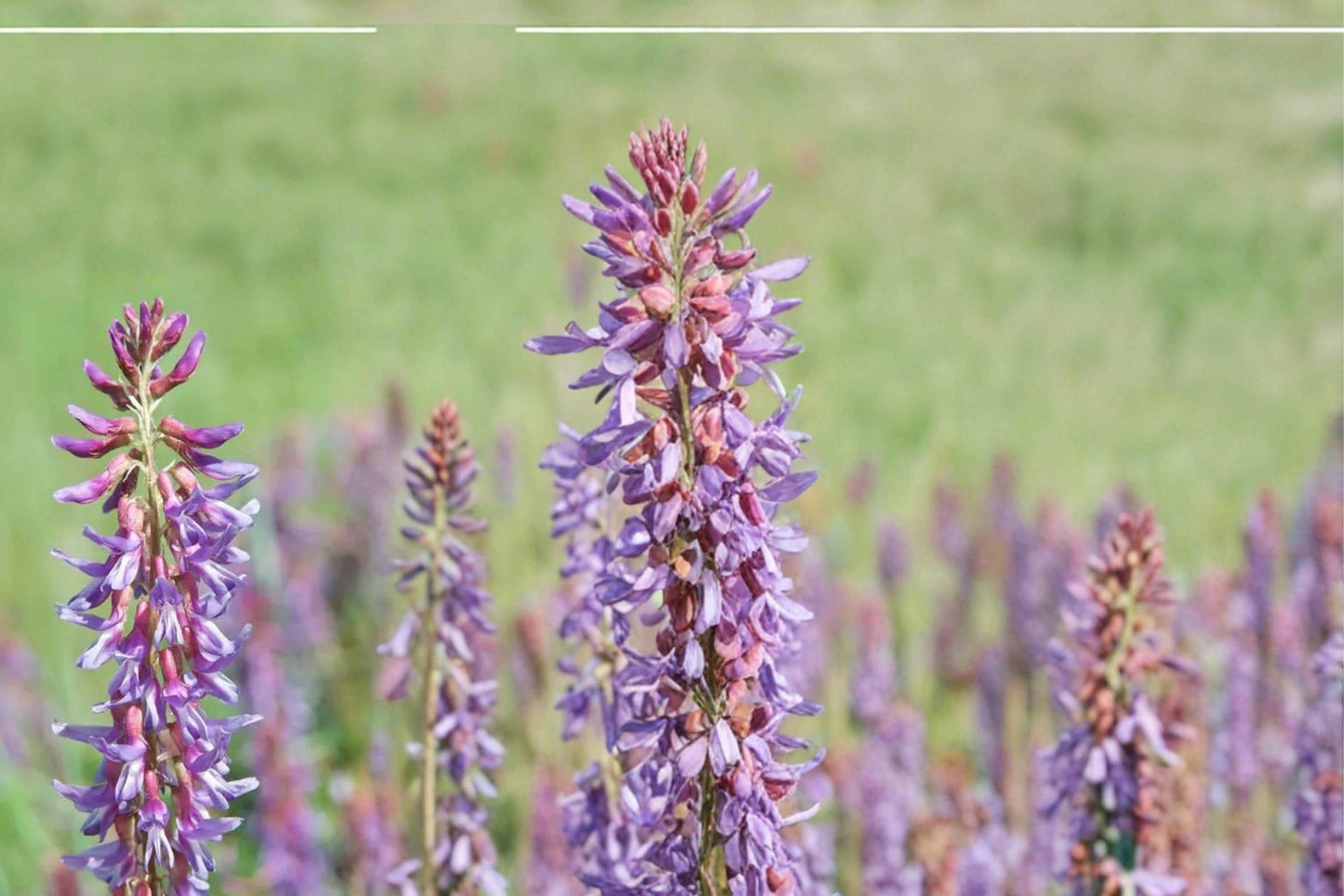 Twogroove Milkvetch Seeds – Astragalus bisulcatus, Perennial Legume with Pale Purple Flowers, Drought Tolerant Prairie Plant