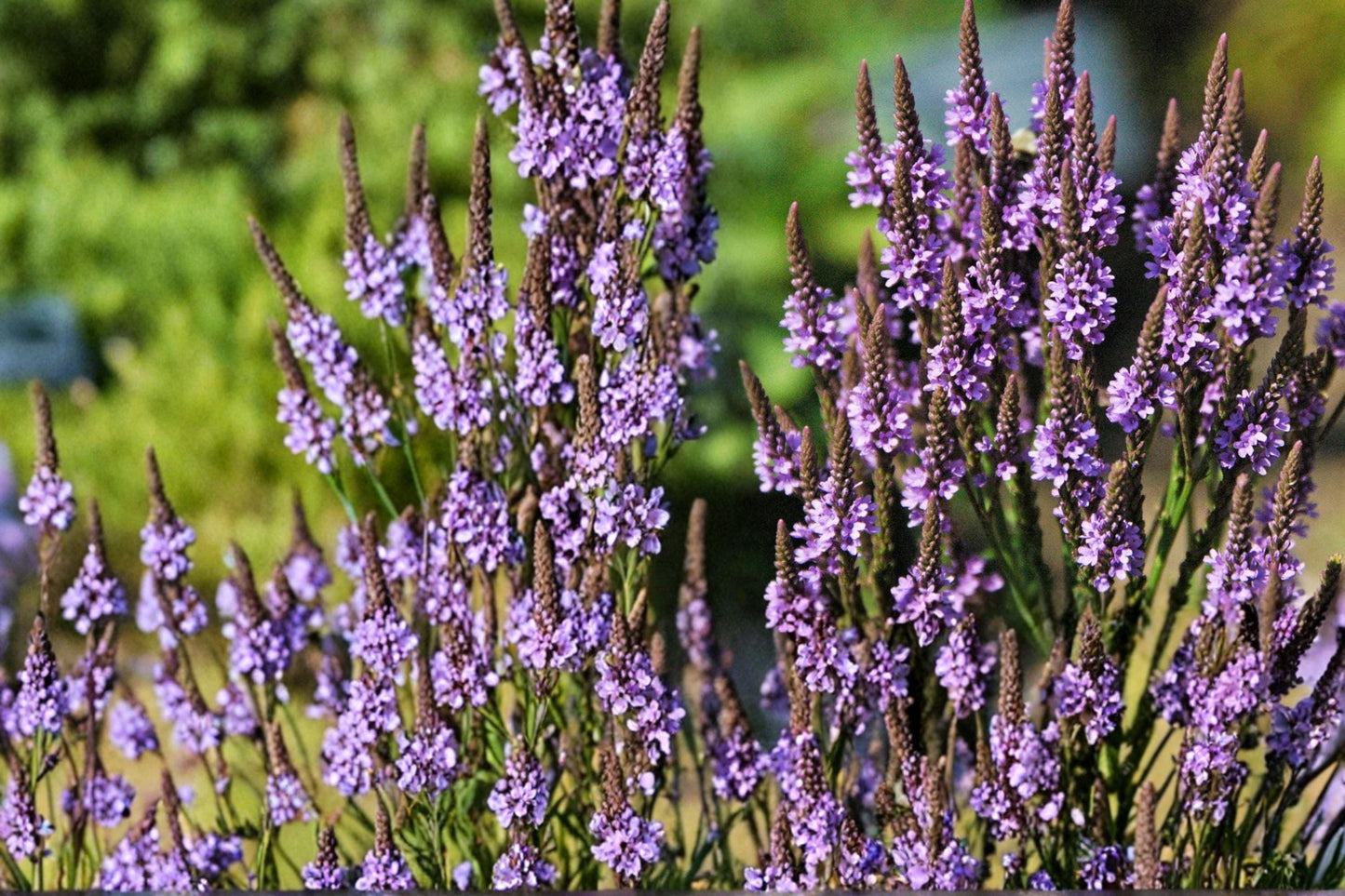 Blue Vervain Seeds – Verbena hastata Perennial Wildflower for Meadow & Wetland Gardens, 100 Seeds