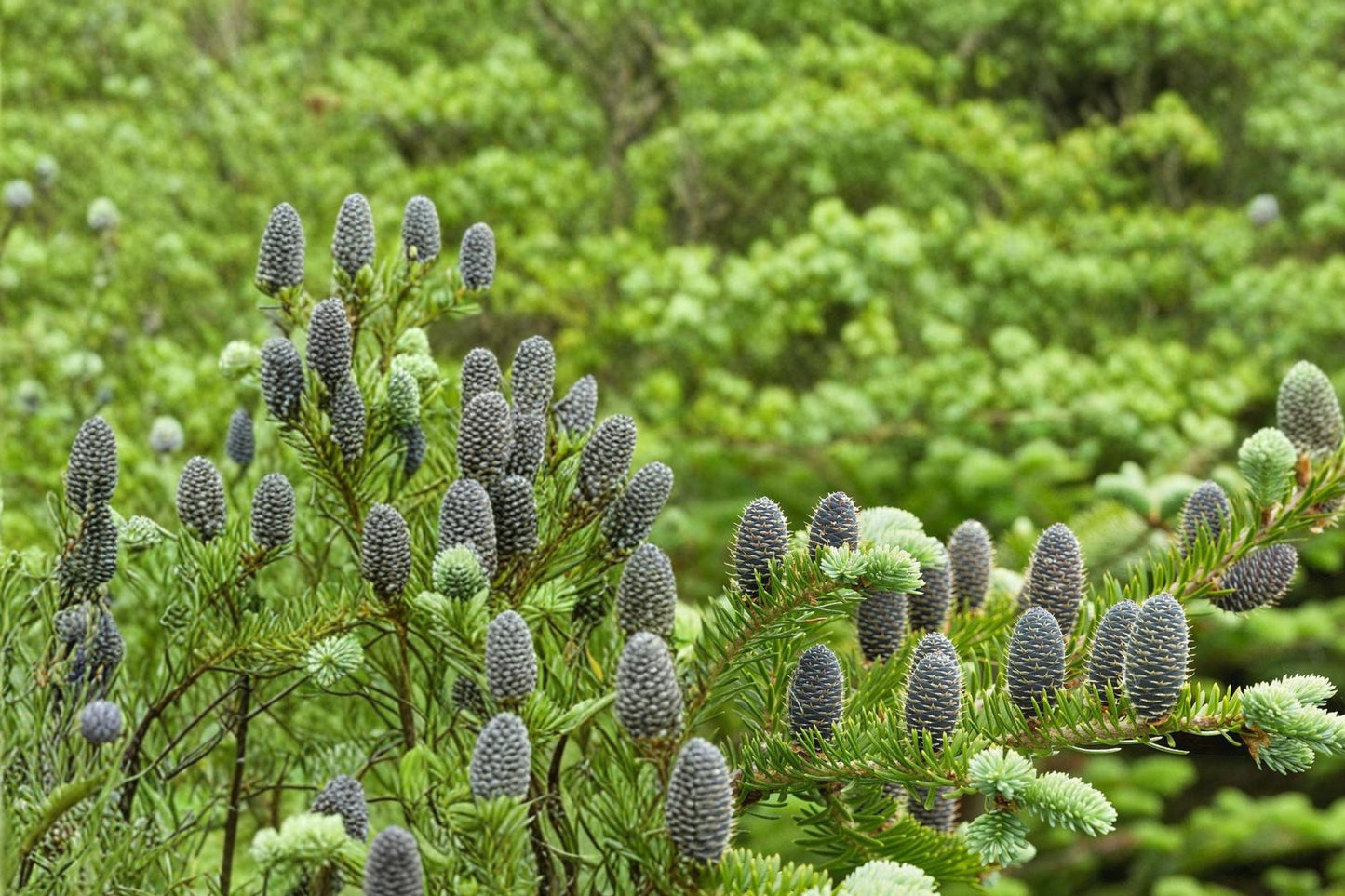 Balsam Fir Seeds – Abies balsamea Evergreen Conifer for Landscaping, Forests, Windbreaks, 30 Seeds
