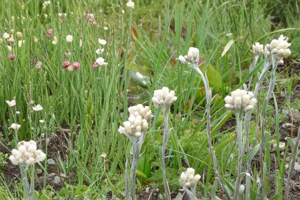Pussytoes Seeds – Antennaria spp. Herbaceous Perennial Ground Cover with White Flowers, Drought Tolerant, Native Plant Seed